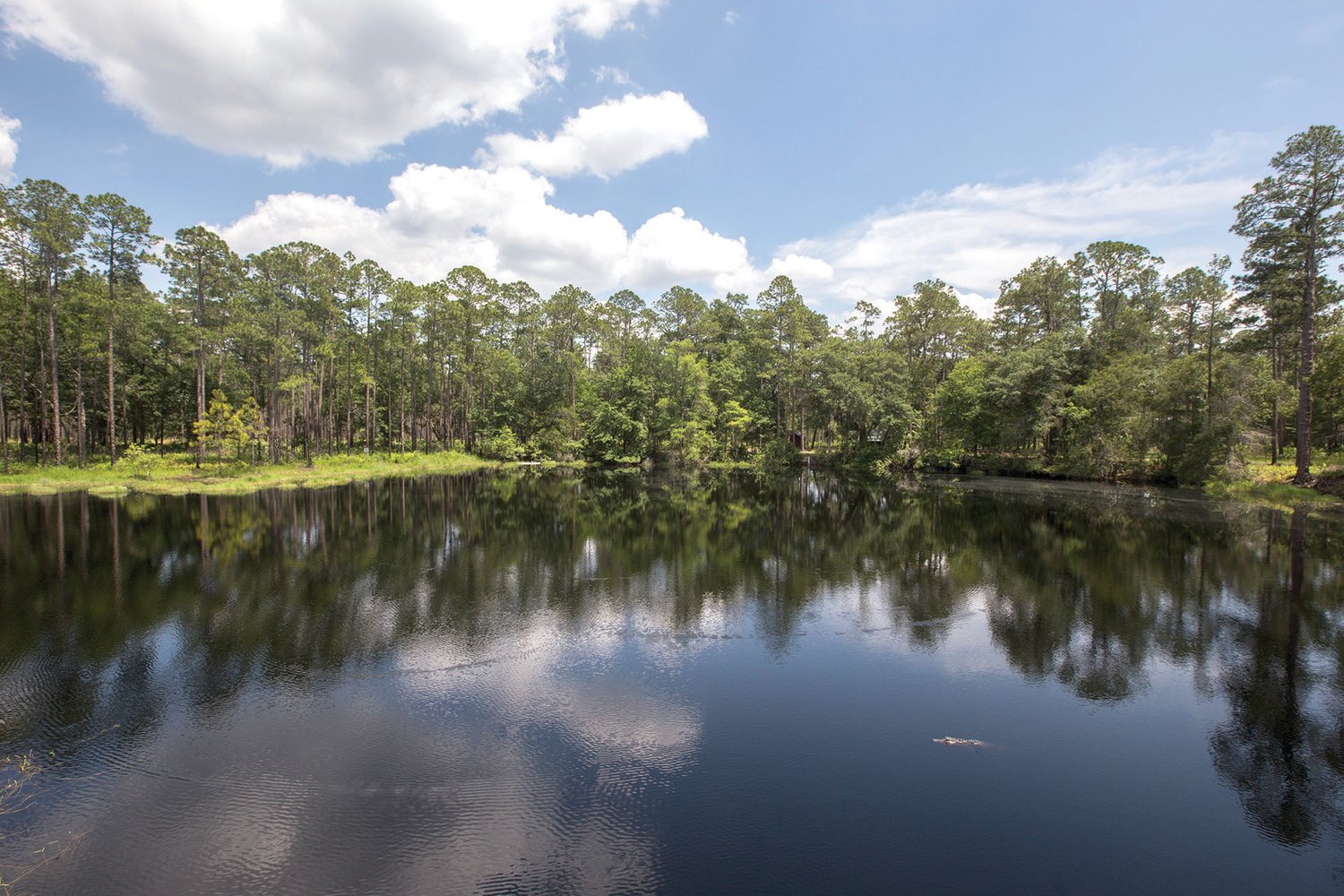 Lake Mize at the Austin Cary Memorial Forest in Florida.